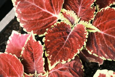 Plectranthus scutellarioides. Coleus neredeyse şeffaf sapları ve kadife yapraklarıyla birçok renk ve tona boyanmış küçük bir bitkidir. Coleus Blumei melezlerinin Burgundy yaprağı. Seçici odak.