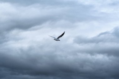 Bir martı gri yağmurlu bulutların arka planında uçar. Gökyüzü ve doğanın dramatik fotoğrafçılığı. Duvar kağıtları için resim. 