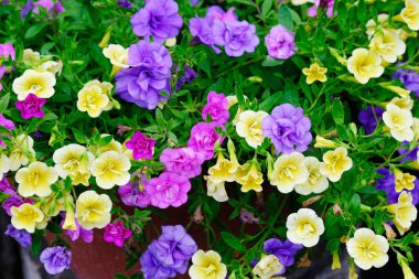 Yeşil yapraklı güzel, geniş, canlı bir viyola çiçeği. Kusursuz bahar ya da yaz bitkisi. Duvar kağıtları. Doğal buket..