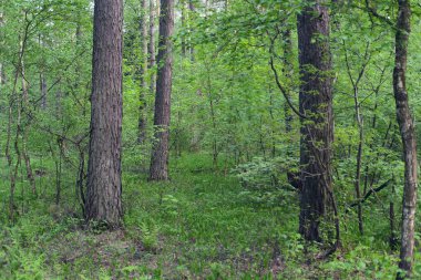 Çam Ağacı yazın başında yeşil ve güzel bir Rus ormanında gövde yapar. Gündüz vakti duvar kağıtları yok. Sakinlik ve sükunet. Yerde taze çimenler var. Doğa rezervi. Seçici odak