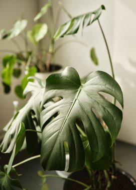 Canavar yaprağını kapat. Saksı bitkileri, ev ya da işyeri yeşil dekorasyon. Orta formatta çekim. zararlı bitkiler. 