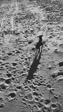 Küçük bir köpek kumların üzerinde yürüyor. Yorkshire Teriyeri. Siyah beyaz görüntü. Seçici odak.