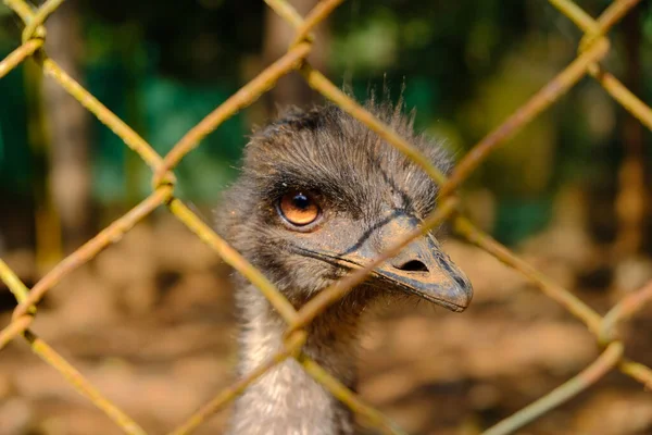 Ein Strauß Zoo Indische Tiere Auf Dschungel Hintergrund Vogel Käfig — Stockfoto