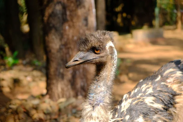 Ein Strauß Zoo Indische Tiere Auf Dschungel Hintergrund Vogel Käfig — Stockfoto
