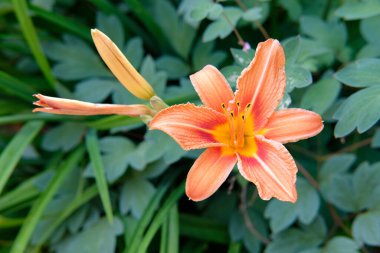 Arka planda koyu yeşil yapraklar üzerinde turuncu zambak çiçekleri. Mevsimlik Bahçe İşleri. Çiçek resmi. Güzel duvar kağıdı ya da ekran koruyucu fotoğraf. Seçici odak.