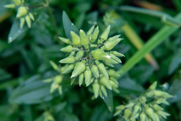Küçük Alan Arka Planında Yeşil Bitkilerin Güzel Tomurcukları Seçici Odak — Stok fotoğraf