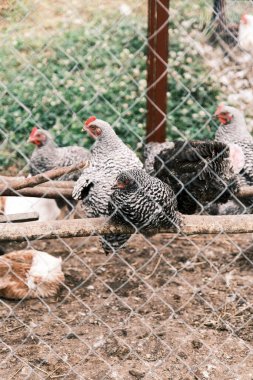 Tavukları tünekte pusuya düşürür. Almanya 'da yetiştirilmiş bir tavuk cinsi. Çiftçilik imajı. Izgaradan bak. Yatay görüntü. Seçici odak. 
