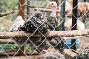 Tavukları tünekte pusuya düşürür. Almanya 'da yetiştirilmiş bir tavuk cinsi. Çiftçilik imajı. Izgaradan bak. Seçici odak.