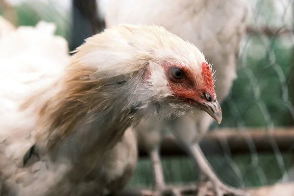 Russisches Weißes Huhn Auf Dem Grill Masthühnchen Image Der Landwirtschaft — Stockfoto
