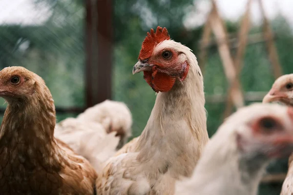 Russische Weiße Hühner Auf Dem Grill Masthühnchen Image Der Landwirtschaft — Stockfoto