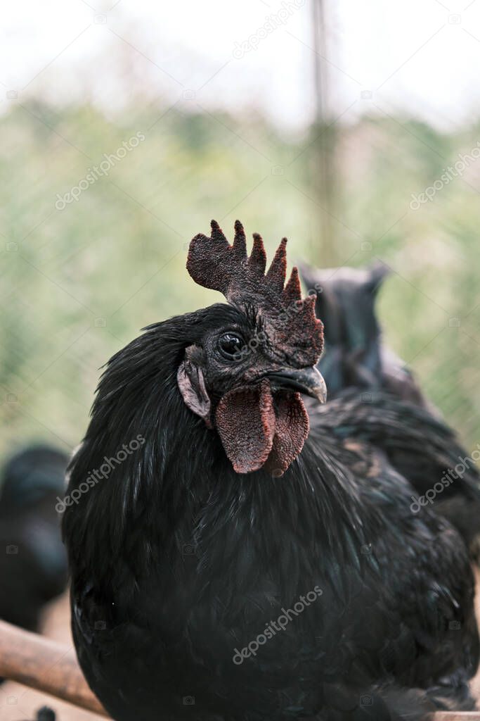 Black cock Ayam Cemani in the roost. Rare decorative breed of chickens originally from Indonesia. They have a dominant black gene. Uncommon rooster. View through grid. Selective focus.