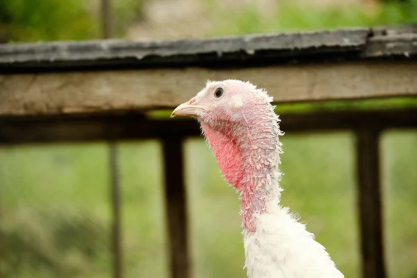 unfeathered young turkey chick in the farm.