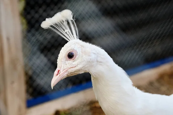 Wunderschönes Weißes Pfauenmännchen Porträt Mit Federn Auf Dem Kopf Schöne — Stockfoto