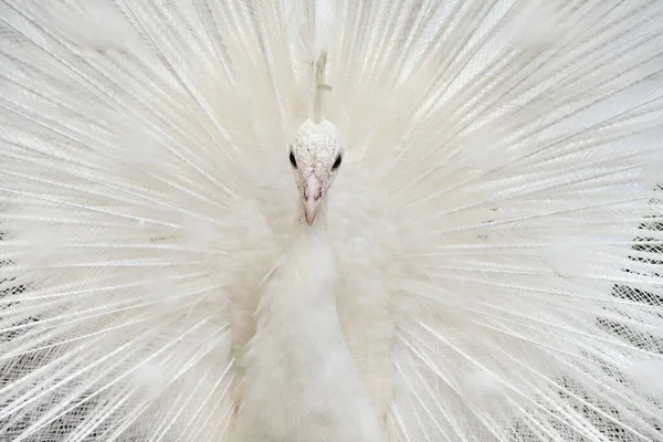 Paon Mâle Blanc Fier Queue Ses Plumes Beau Gros Plan — Photo