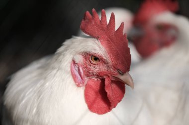 Kırmızı armalı beyaz horoz. Kümes hayvanları çiftliği. Beyaz Haysek. Kümesteki kümesteki gölgeler. 