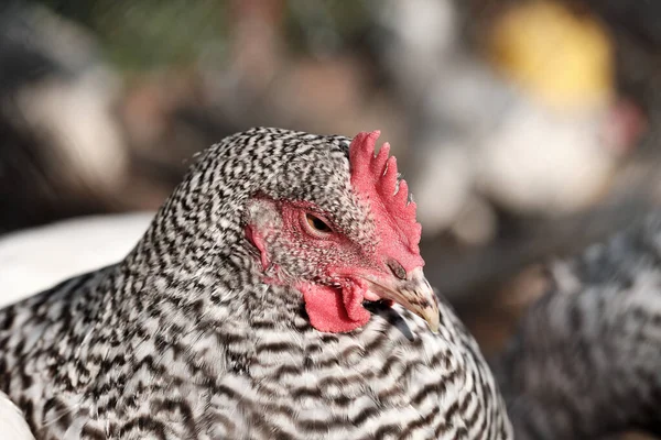 Amrocks Hühner Schlachtraum Eine Hühnerrasse Die Deutschland Gezüchtet Wurde Image — Stockfoto