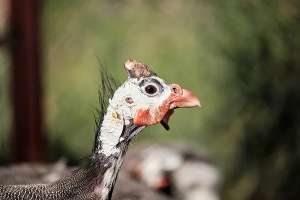 Poussin Dinde Sans Plumes Sur Fond Vert Profond — Photo