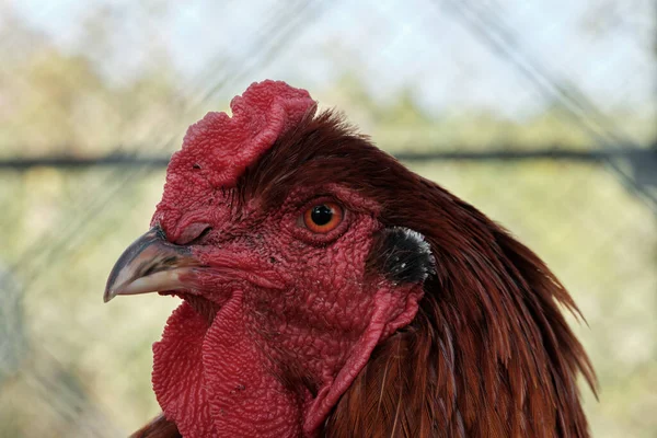 Rote Hühner Aus Der Nähe Auf Dem Hintergrund Der Tiefe — Stockfoto