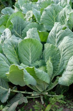 Sebze bahçesinde yetiştirilmiş taze lahana. İçi organik vejetaryen yiyecekleriyle dolu. Bahçe resmi.