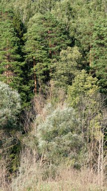 Tepe Toprakları 'nda yoğun sıra ağaçlar yetişiyor. Evergreen Pine ağaçları birbirine yakın. Duvar kağıtları için görüntü. Yaz fotoğrafçılığı. Seçici odak.