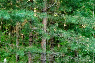 Köknar dallarını kapatın. Doğadaki çam ağacı. Yeşil ve taze bitki. Duvar kağıtları resmi.