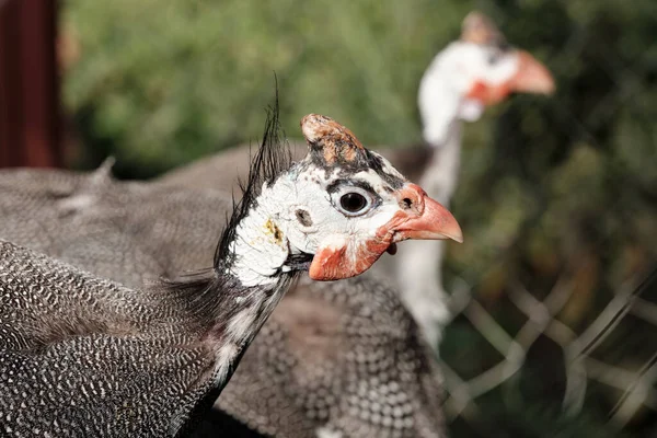 Poussin Dinde Sans Plumes Sur Fond Vert Profond — Photo