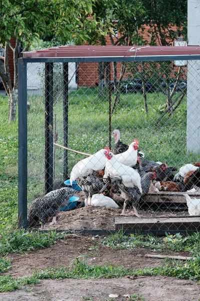 Csirkék Ketrecben Fekete Csirke Ketrecben Fehér Fekete Csirkék Kakasülőben Brojlercsirkék — Stock Fotó