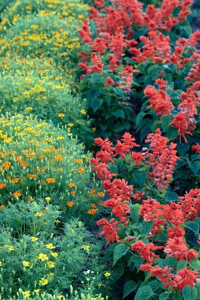 Salvia Pompa Körömvirág Elülső Kertben Gyönyörű Virágok Nyílnak Tapéta Kép — Stock Fotó