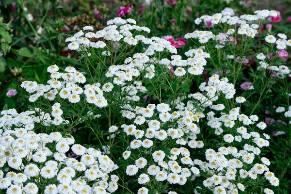 Small White Daisies Front Gar Beautiful Flowers Summertime Gardening Image — Stock Photo, Image
