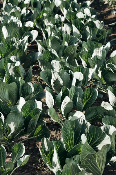 Tempat Tidur Kebun Kubis Sayuran Homegrown Berkebun Dan Fotografi Pertanian — Stok Foto