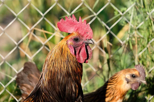 Rote Bantam Und Hühner Stehen Der Rost Auf Der Tiefe — Stockfoto