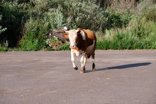 Young Bull go from the pasture to farm. Cattle animal in the village. Rural economy image.