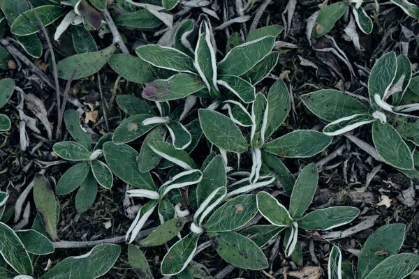 Hieracium Pilosella Hairy Havik Een Geneeskrachtige Onkruidplant Waarvan Preparaten Ontstekingsremmende — Stockfoto