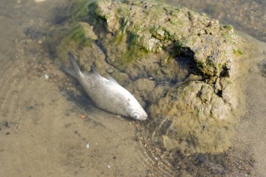 Ölü balık. Çevreyi temiz tut.