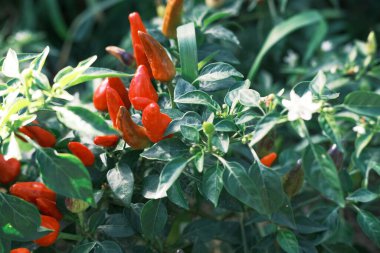 Serada küçük kırmızı kırmızı kırmızı biber yetişir. Biber ekimi. Çiftlik çiftliği. Tarım üretimi. Sebze bahçesi. Organik gıda yetiştiriyor. Seçici odaklanma. Yüksek doymuş resim.