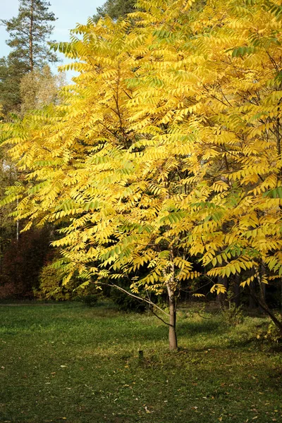 Arbre Aux Feuilles Jaunes Automne Nommé Noyer Noir Dans Arboretum — Photo