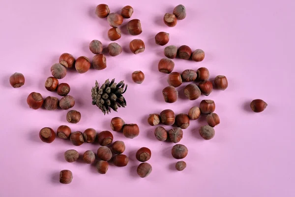 Hazelnuts Nutshell Pine Cone Pink Background Concept Autumn Harvesting Natural — Stock Photo, Image