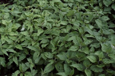 Yumuşak yeşil yapraklı ısırgan otu. Arka plandaki bitkiler bahçede yetişir. Geleneksel tıpta kullanmak.