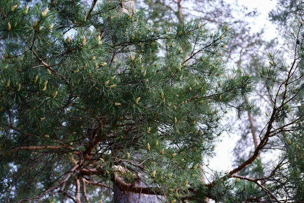 소나무는 공원이나 환경에 — 스톡 사진