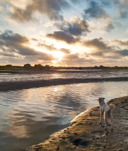 Inspiring Pet River Sunset — Stock Photo, Image
