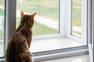 Güzel Bengal kedisi pencere eşiğinde oturuyor ve pencereden dışarı bakıyor.