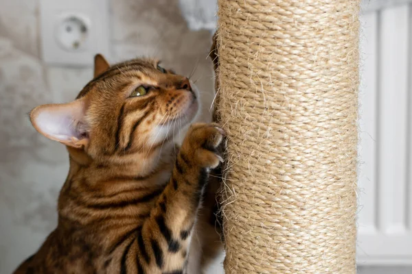 Spotted Domestic Cat Sharpening Claws Scratching Post Side View — Stock Photo, Image