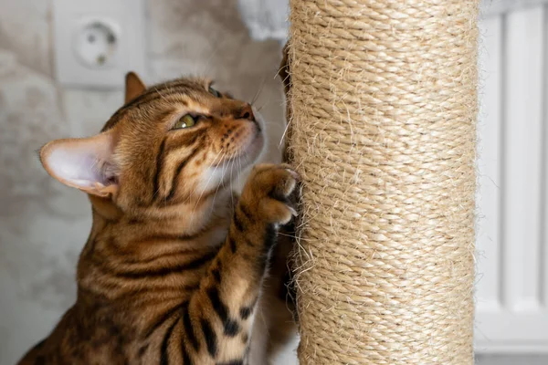 Kazıma kazığı üzerinde pençelerini keskinleştiren evcil kedi görüldü.