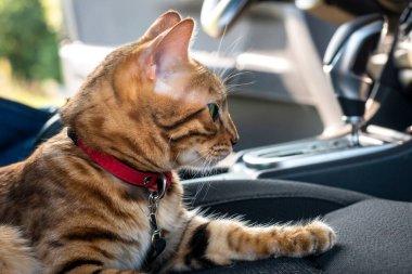 Bengal kedisi arabada yatıyor, yan görüş, yakın çekim.