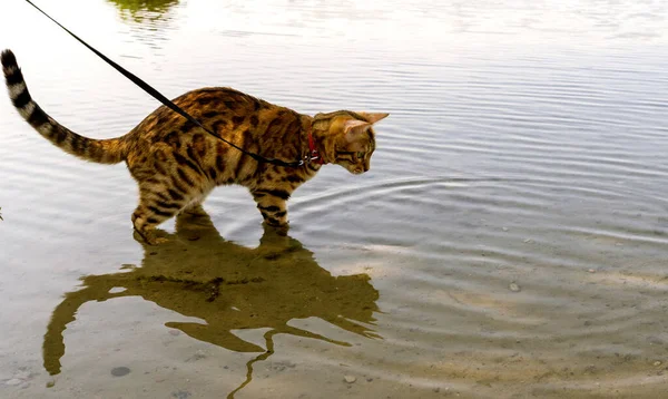 Side view of a domestic Bengal cat standing in the water on a pond