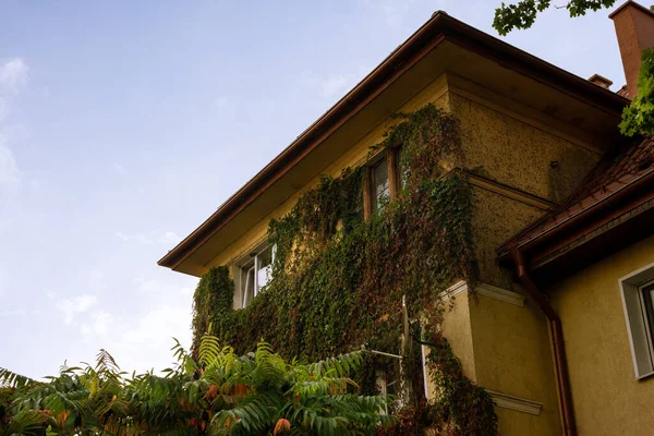 Wall and windows of a stone house decorated with ivy against the blue sky.