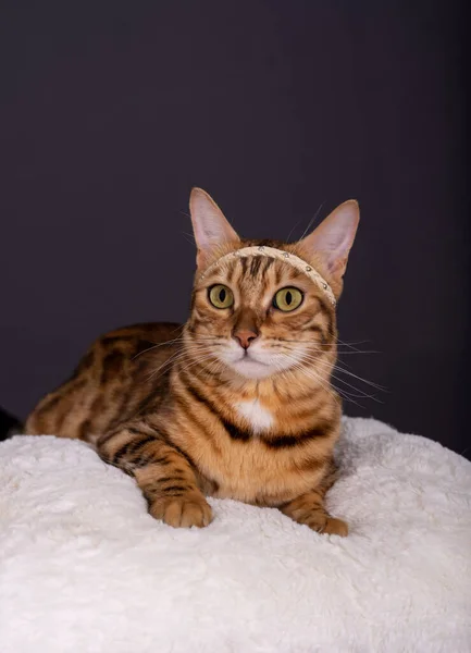 Πορτρέτο Μιας Θηλυκής Μπένγκαλ Γάτας Ένα Κομψό Κεφαλόδεσμο Γκρι Φόντο — Φωτογραφία Αρχείου