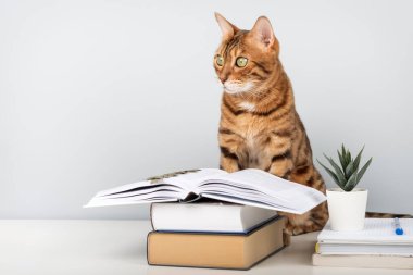 Bir Bengal kedisi açık bir kitapla bir masanın üzerinde oturur. Bu akıllı evcil hayvan, kitaplarla, mavi bir duvara karşı..