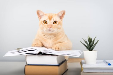 Birmanya kedisi açık bir kitapla masada oturuyor. Kitapları mavi duvara karşı kopyalama alanı olan akıllı hayvan