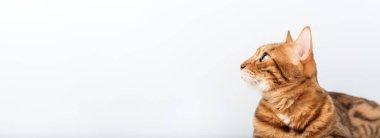 Uyanık Bengal kedisinin yan görünüş portresi merakla bekliyor. Metin veya logo için kopyalama alanı olan tasarım projeleri için mükemmel.